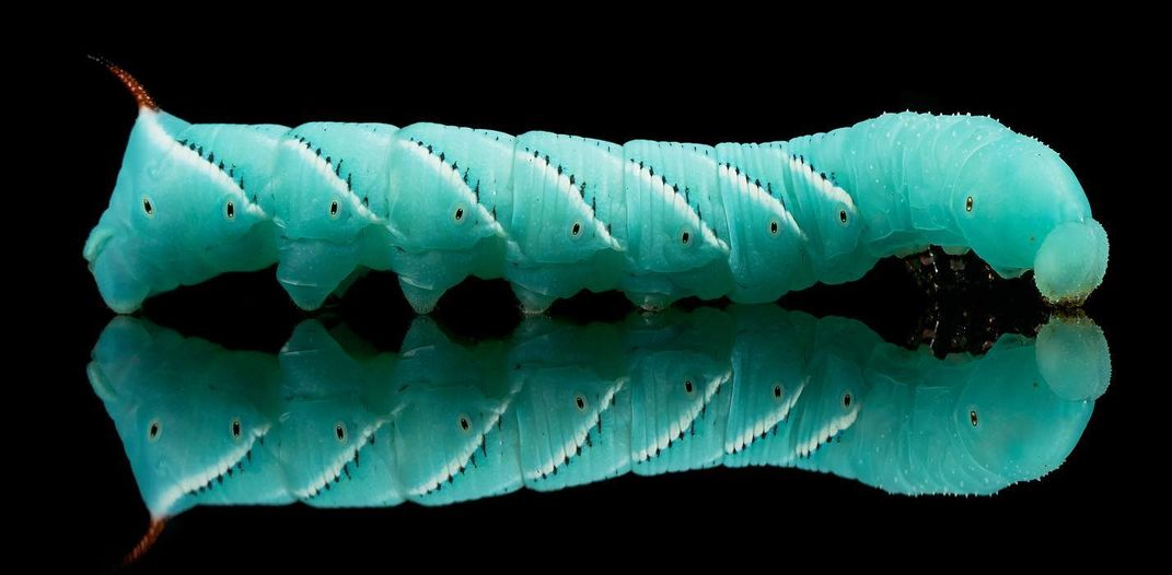 Hornworms For Sale